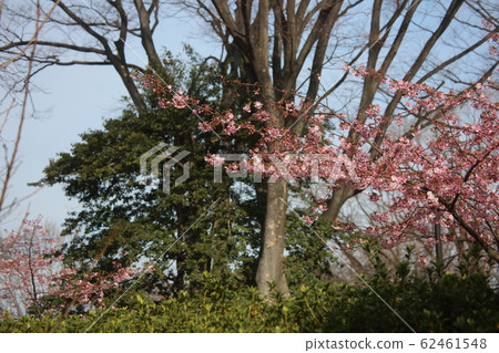 Kawazu cherry tree Kawazu cherry tree 62461548