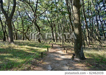 Scenery of the promenade of Nijino Matsubara @ Saga 62462039