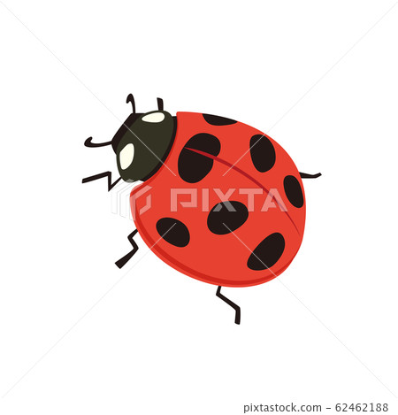 Ladybird 62462188