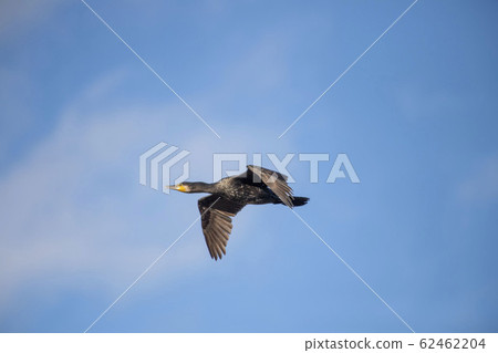 Cormorant 62462204