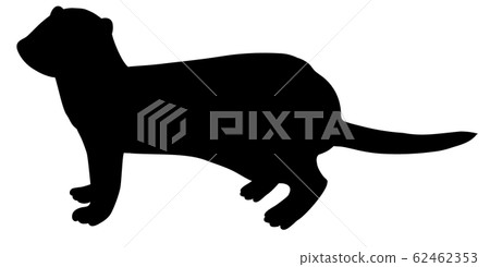 Silhouette Animal / Pet Ferret 10 62462353