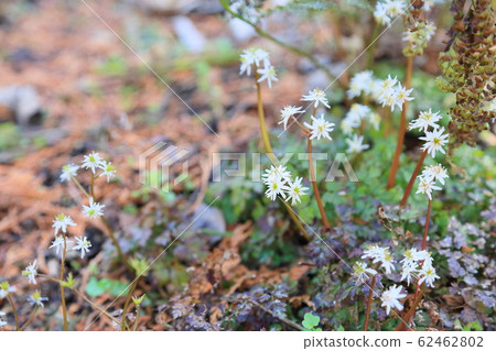 Coserbaoullen flowers Coserbaoullen flowers 62462802