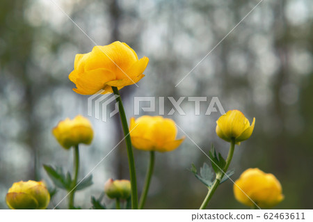 Yellow flowers of a globeflower at a forest edge close-up 62463611