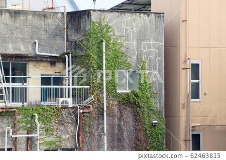 常春藤植物糾纏在建築物 常春藤植物糾纏在建築物 62463815