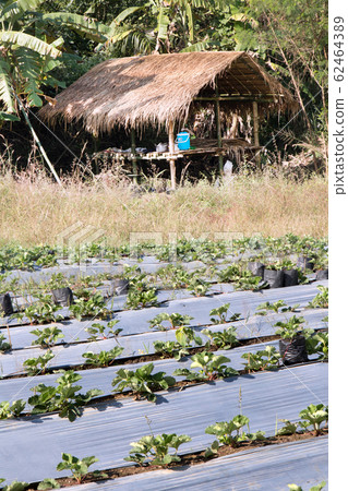 A field of strawberries on a farm, Thailand. Shed A field of strawberries on a farm, Thailand. Shed 62464389