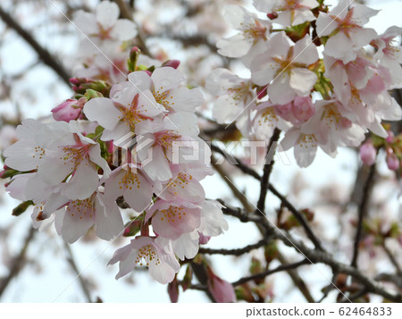 Tamanawazakura 17 Tamanawazakura 17 62464833