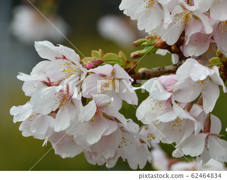 Tamanozakura 16 Tamanozakura 16 62464834