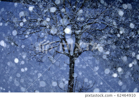 福島縣泡桐樹忠見町的雪 62464910