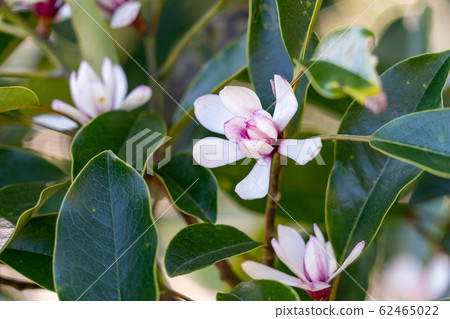 長崎縣緒方麥諾基花 62465022