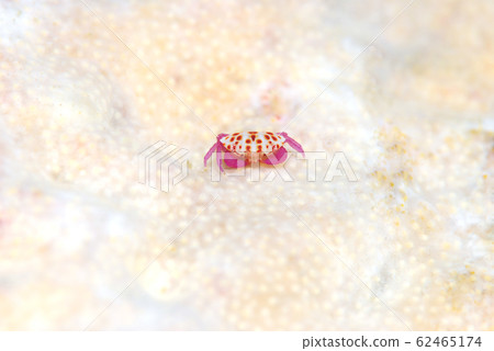 美麗的螃蟹 62465174