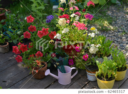 Blooming flowers with pink watering can and tools on patio in the garden. Blooming flowers with pink watering can and tools on patio in the garden. 62465317