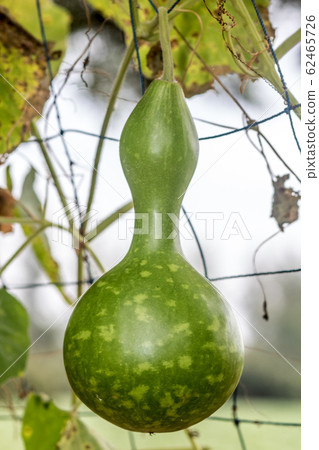 Lagenaria siceraria (Molina) Standl, Calabash, Lagenaria siceraria (Molina) Standl, Calabash, 62465726
