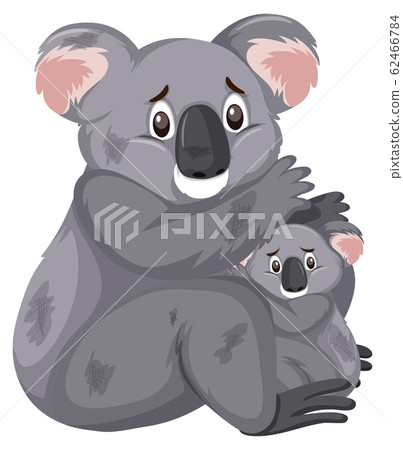 Two sad koalas on white background 62466784