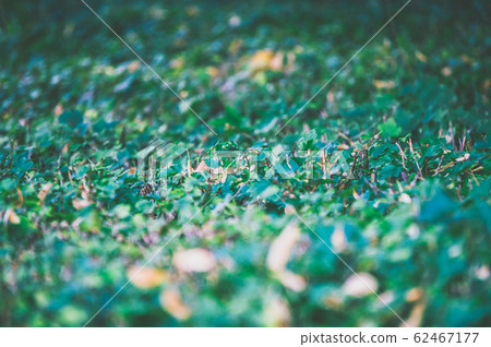 Selective focus natural seamless background of 62467177