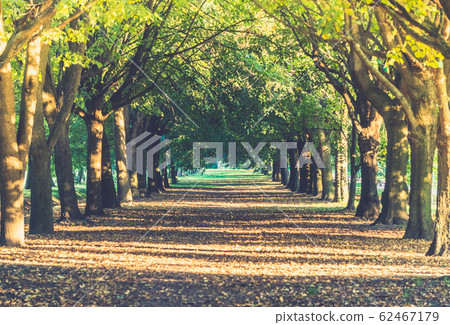 Alley of trees lit with sunllight in the summer 62467179