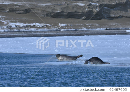 Sesame seal (Hokkaido) 62467603