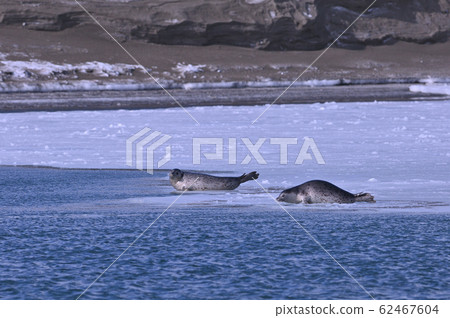 Sesame seal (Hokkaido) 62467604