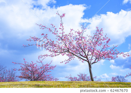 Kawazu櫻桃樹和藍天 62467670