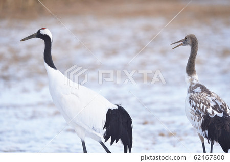 Japanese cranes (Tsurui, Hokkaido) 62467800