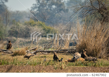 steppe eagle flock showing dominance on each other and eastern imperial eagle with aggressively and angry expressions on spotted deer kill at keoladeo national park or bharatpur bird sanctuary, india 62467902