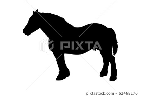 Animal silhouette zoo horse 7 Animal silhouette zoo horse 7 62468176