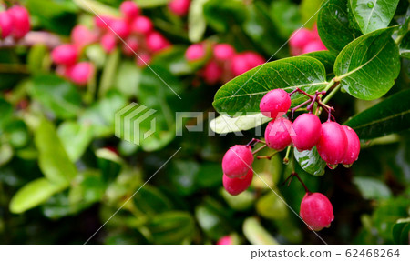 Bengal-Currants, Carandas-plum, Karanda or Carunda Bengal-Currants, Carandas-plum, Karanda or Carunda 62468264