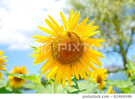 flower, blossoms, flowers 62468496