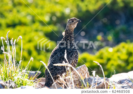 日本松雞夏季羽毛女 62468508