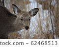 Kushiro Marshland Sika Deer 62468513