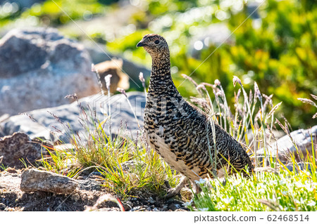 Japanese grouse summer feather female Japanese grouse summer feather female 62468514
