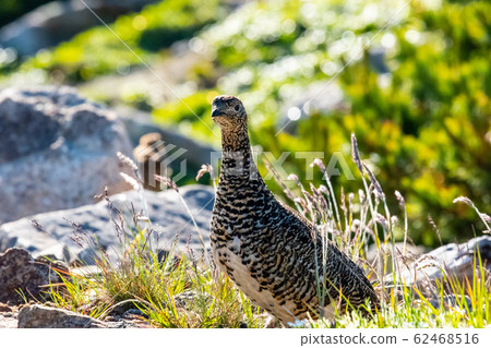 Japanese grouse summer feather female Japanese grouse summer feather female 62468516