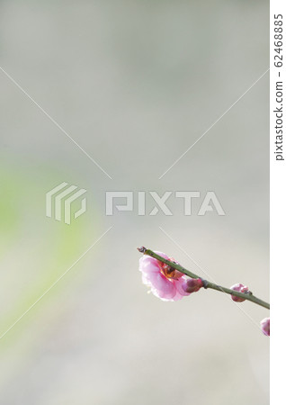  Peach blossoms 62468885