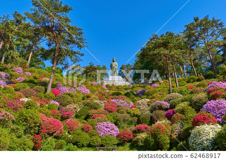 See azaleas and peace Kannon statues near Kannon Pond at Shiofune Kannonji Temple in Ome City, Tokyo See azaleas and peace Kannon statues near Kannon Pond at Shiofune Kannonji Temple in Ome City, Tokyo 62468917