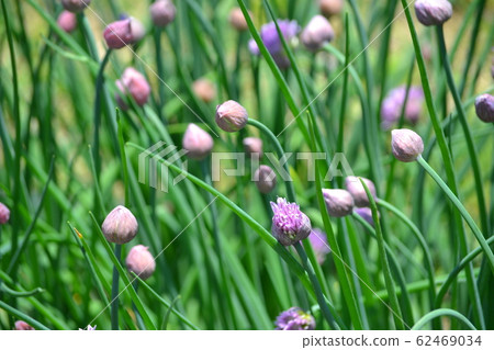 Chive flowers 62469034