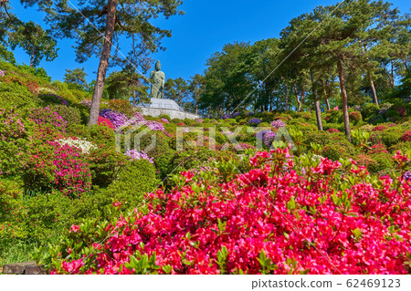 See azaleas and peace Kannon statues near Kannon Pond at Shiofune Kannonji Temple in Ome City, Tokyo See azaleas and peace Kannon statues near Kannon Pond at Shiofune Kannonji Temple in Ome City, Tokyo 62469123