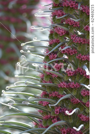 Echium Wildpretti 62469255