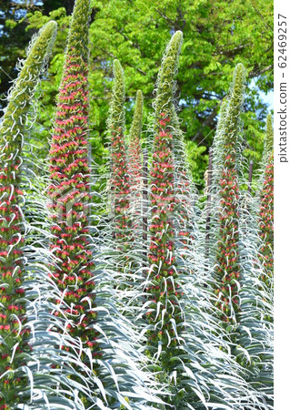 Echium Wildpretti 62469257