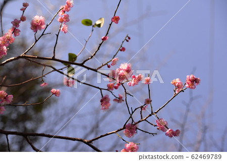 梅花盛開在寒冷的天空下 62469789