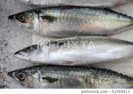 鯖魚 62469813