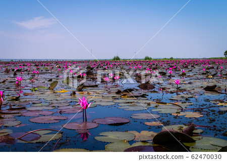 Beautifui red lotus 62470030