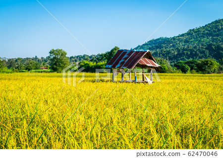 rice yellow gold in Thailand rice yellow gold in Thailand 62470046