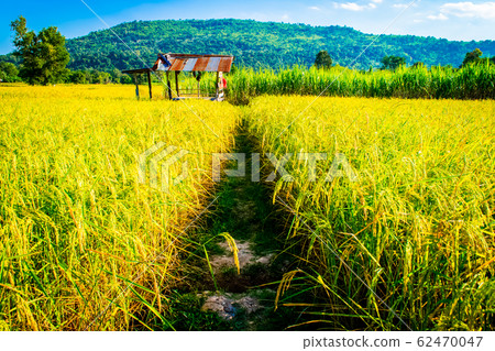 rice yellow gold in Thailand rice yellow gold in Thailand 62470047