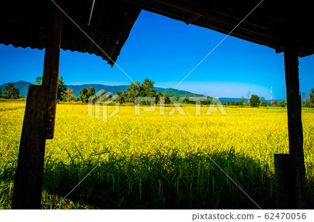 rice yellow gold in Thailand 62470056