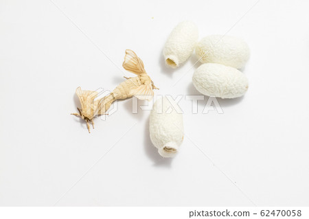 Silk Moth on Silk Cocoon Silk Moth on Silk Cocoon 62470058