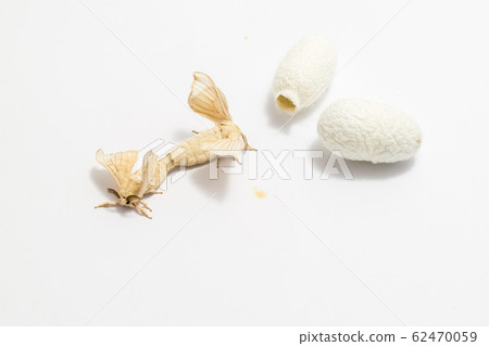 Silk Moth on Silk Cocoon 62470059