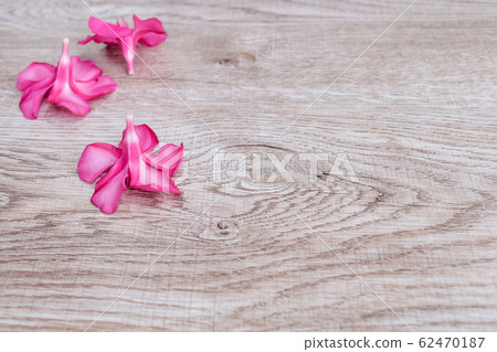 pink flowers 62470187