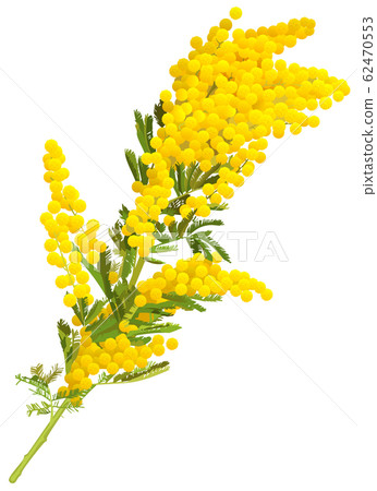 Mimosa Tower Stock Photos - Free & Royalty-Free Stock Photos from