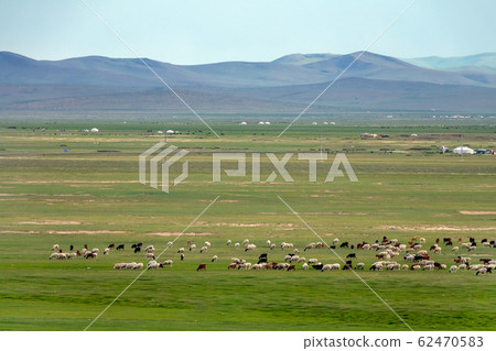 Mongolia landscape with yurts and herds 62470583
