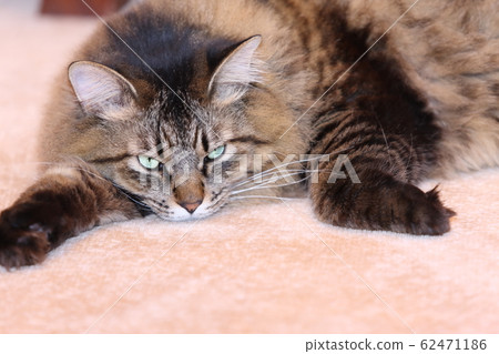 Sleepy cat Sleepy cat 62471186