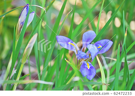 丁香kanzaki鳶尾花 62472233